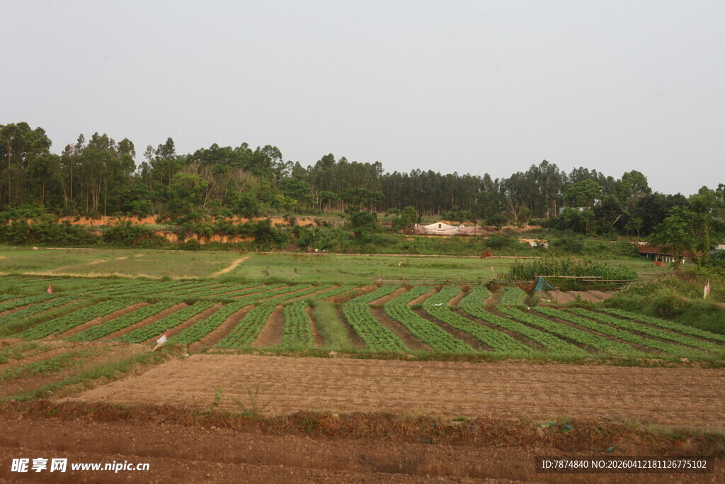 湛江田园风光中的整齐农田