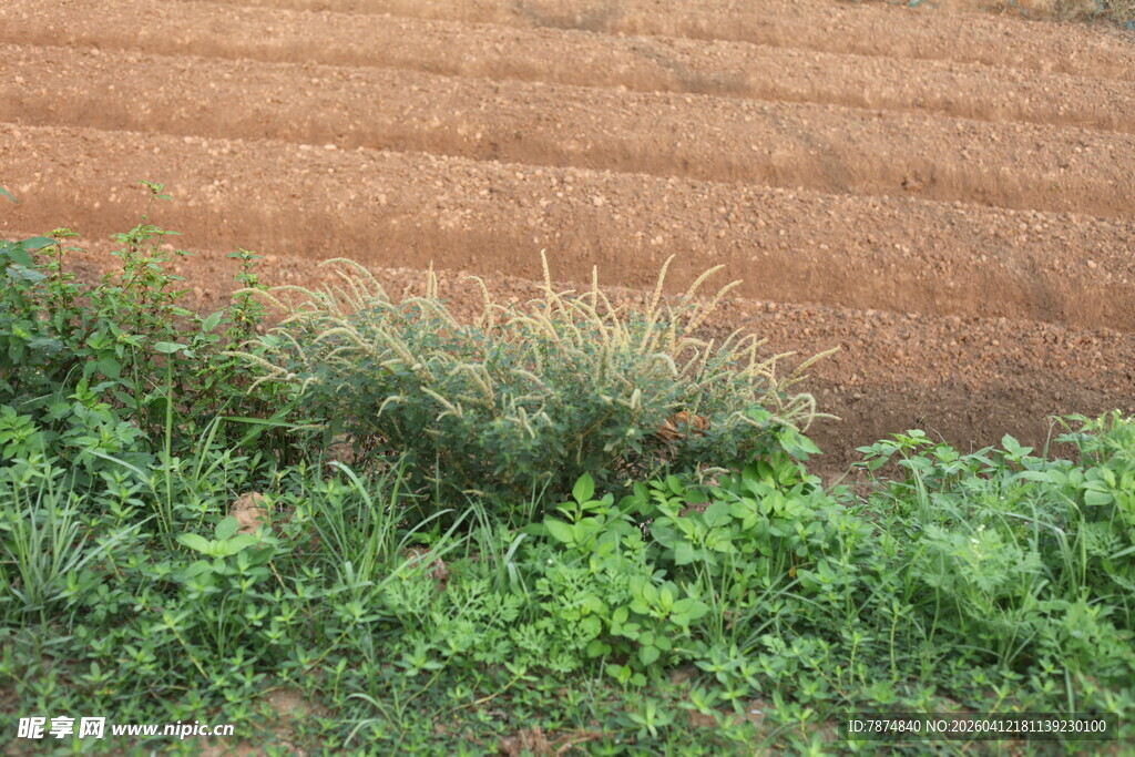 湛江田边翠绿杂草
