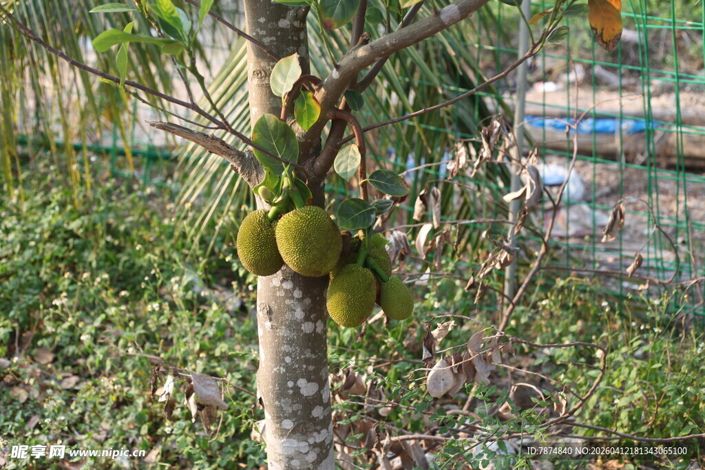 湛江树上挂着的大颗菠萝蜜