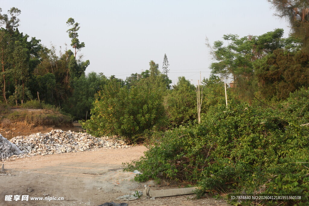 湛江林间土路 绿意盎然景色