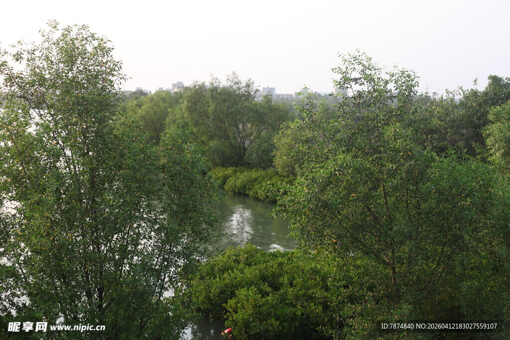湛江河畔葱郁树林景观