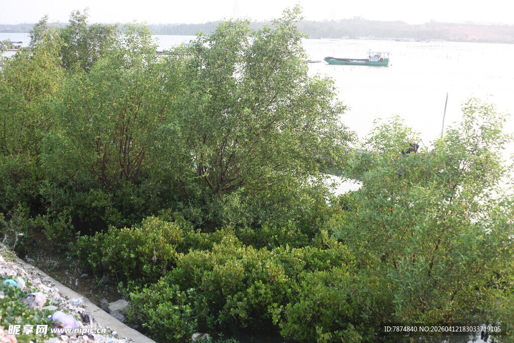 湛江江边绿树景观