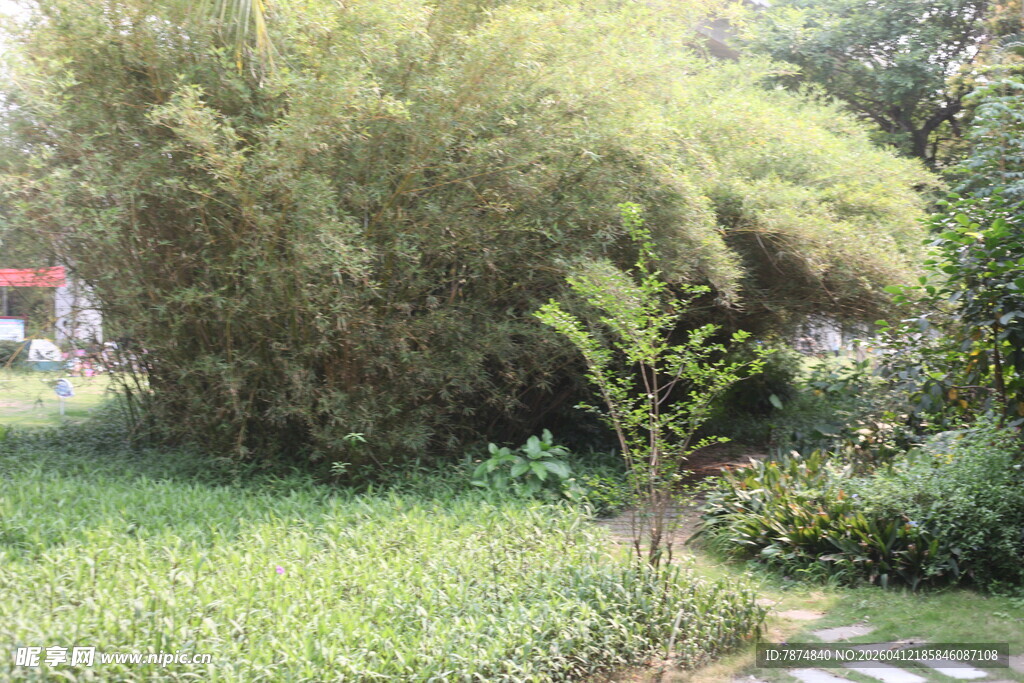 湛江绿意盎然的竹林与草地