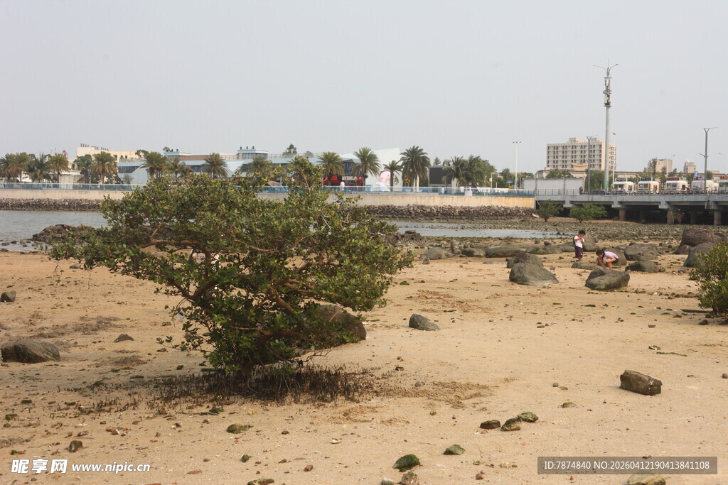 湛江沙漠边零星绿植与远处建筑
