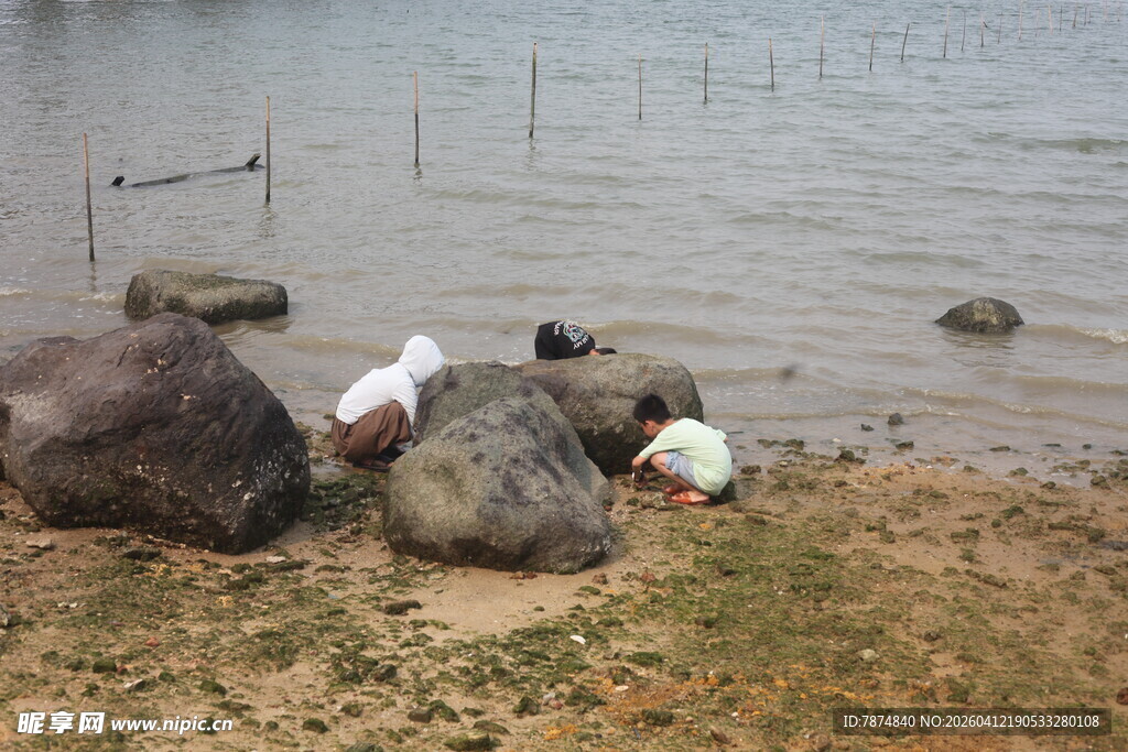 湛江岸边动物休憩场景