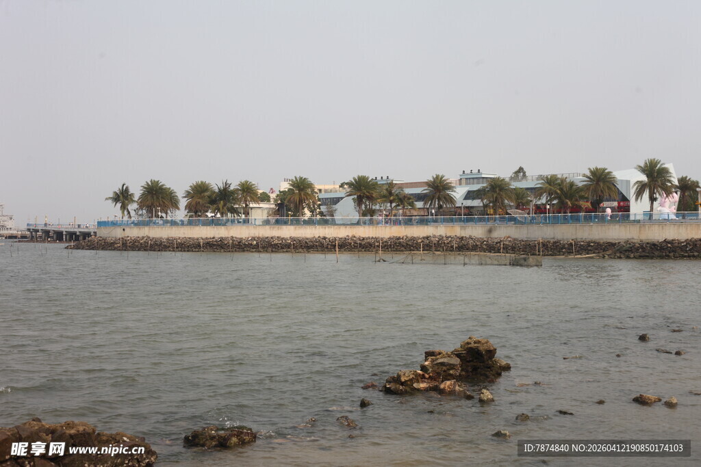 湛江海滨椰树景观