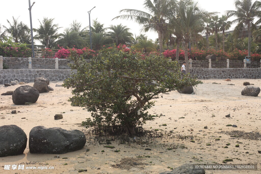 湛江沙滩上的绿植与黑色石块
