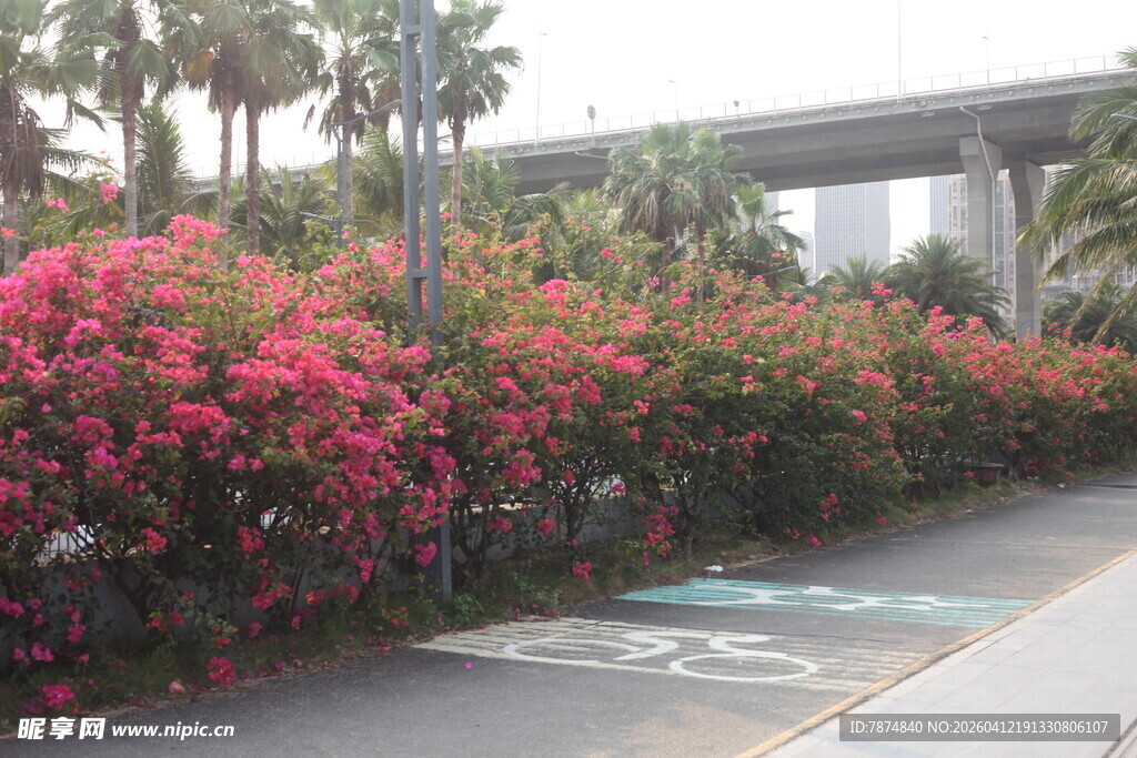 湛江路边盛放的艳丽三角梅