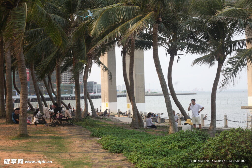 湛江海滨椰林美景