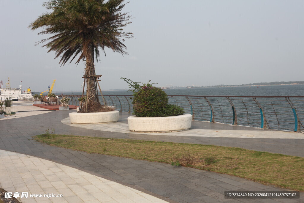 湛江海边路旁的孤树景观