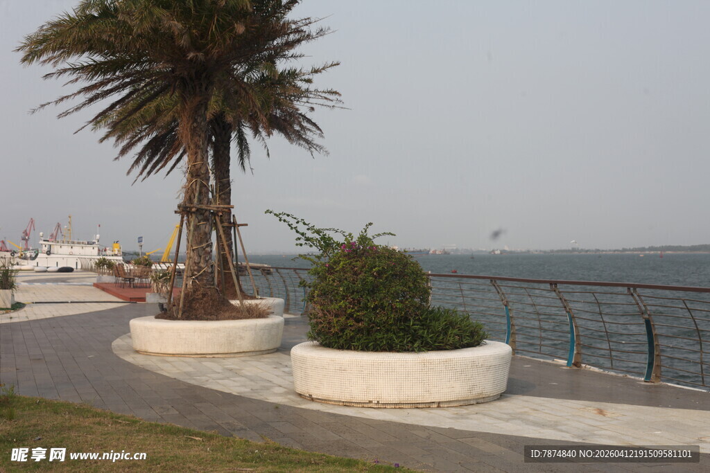 湛江海滨路旁的绿植景观