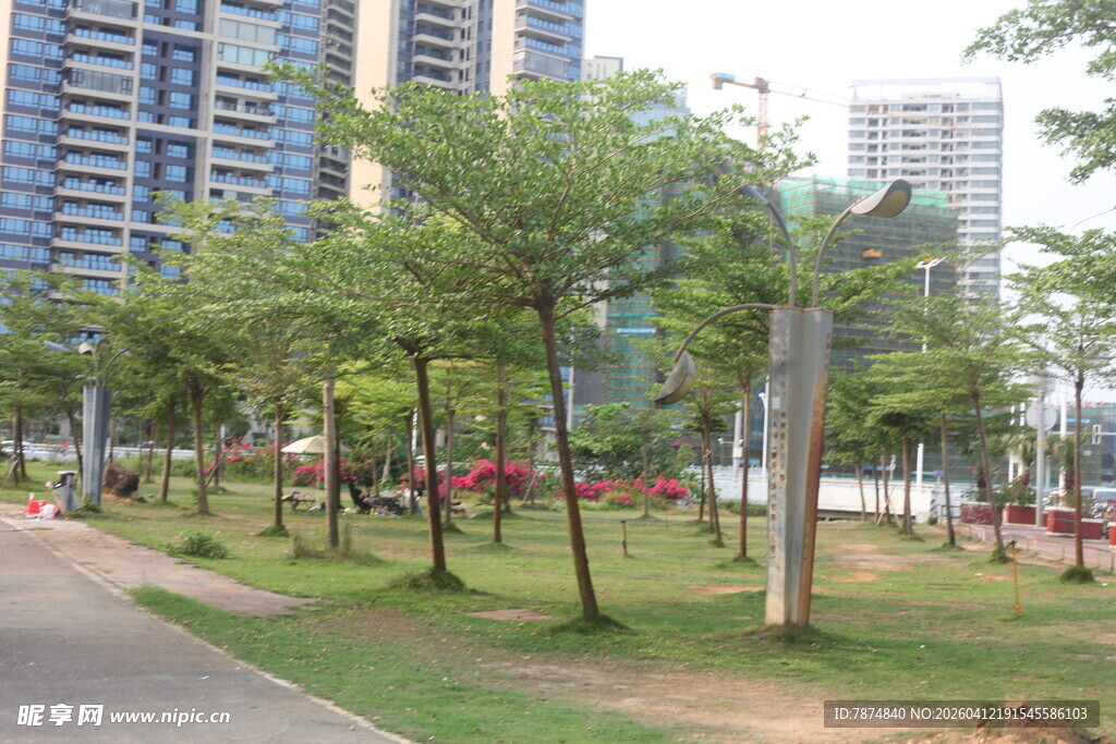 湛江城市公园中的绿树景观