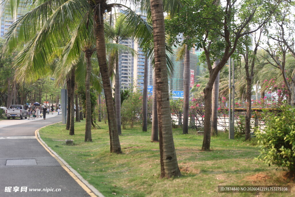 湛江城市林荫道旁的绿树景观