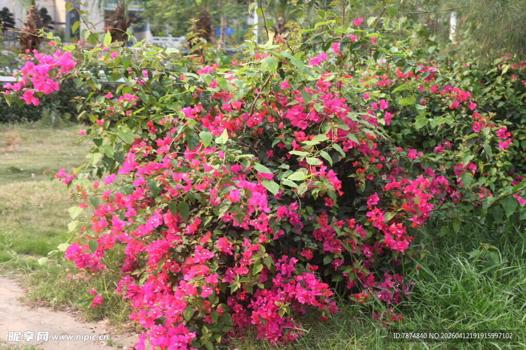 艳丽三角梅绽放于草地