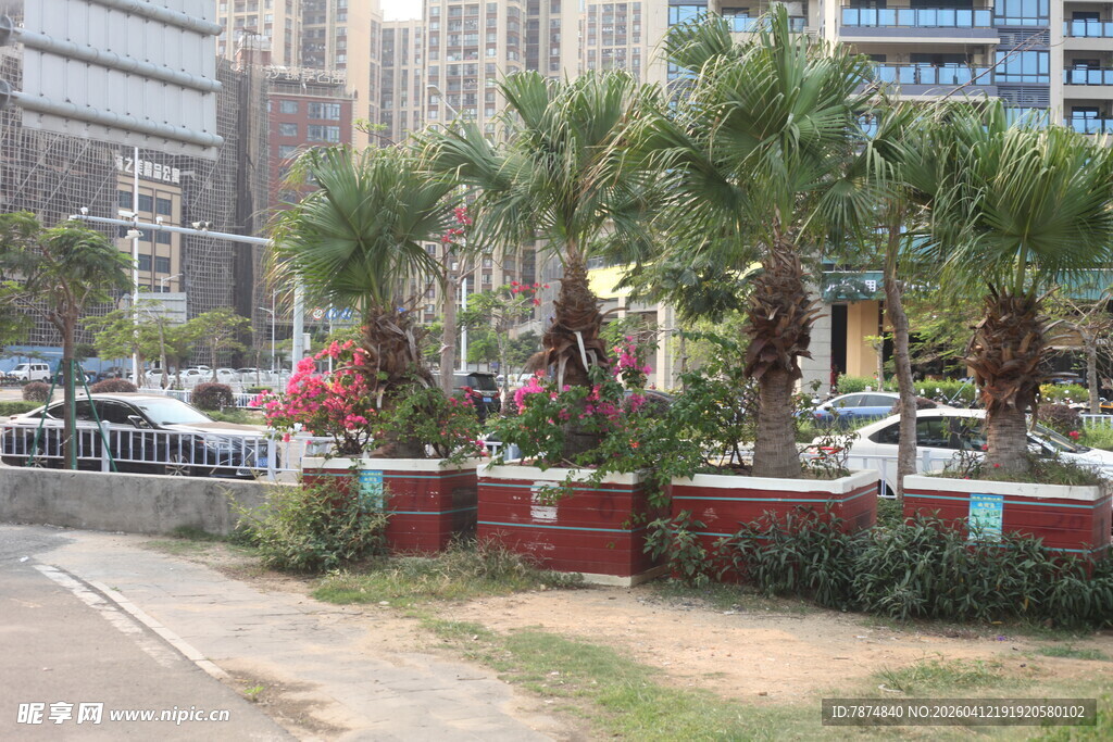 湛江城市街道旁的绿植景观