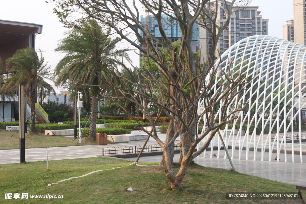 湛江城市景观中的绿树与建筑