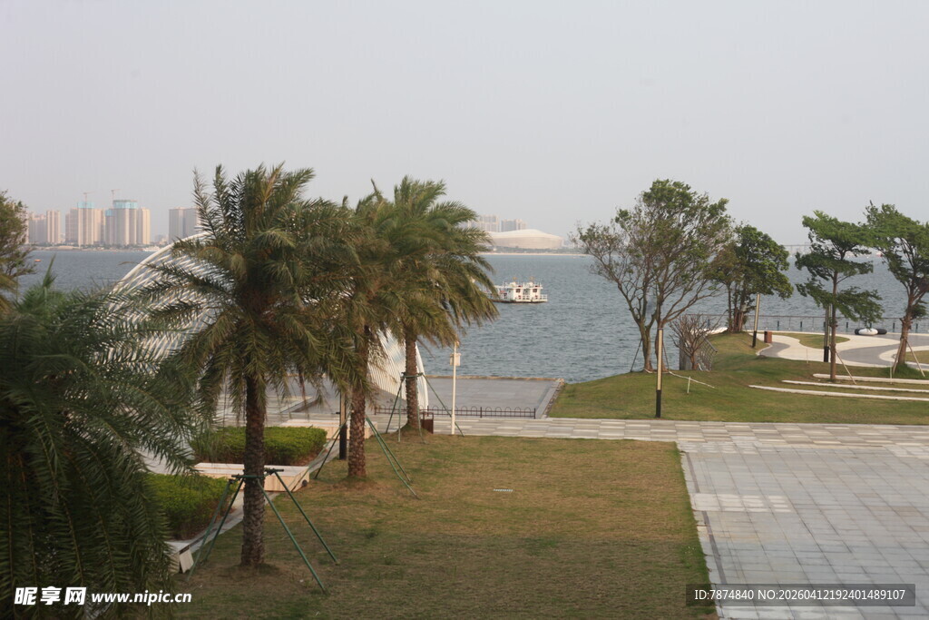 湛江海滨公园中的棕榈树景观