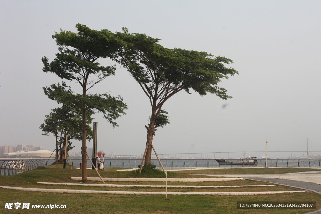 湛江海边三棵绿树挺立