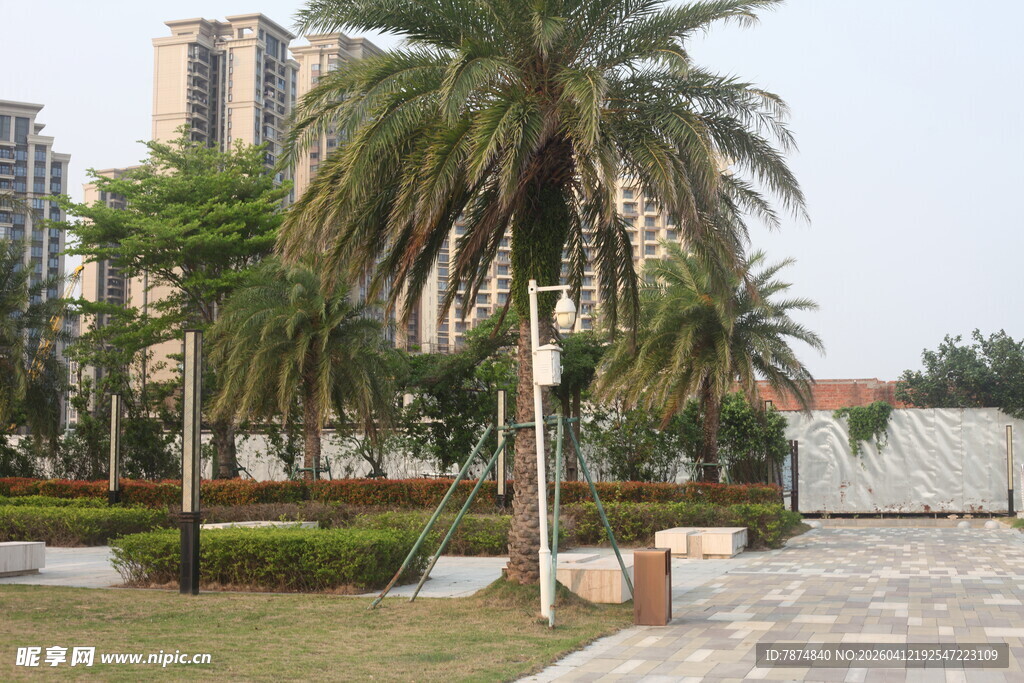 湛江城市中的棕榈树景观
