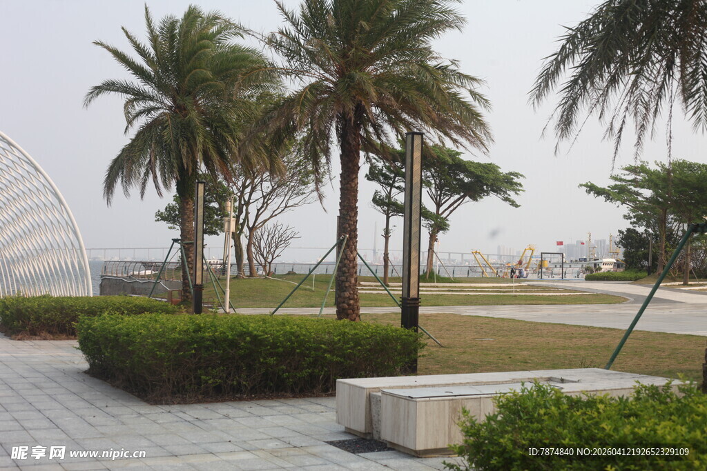 湛江户外棕榈树景观