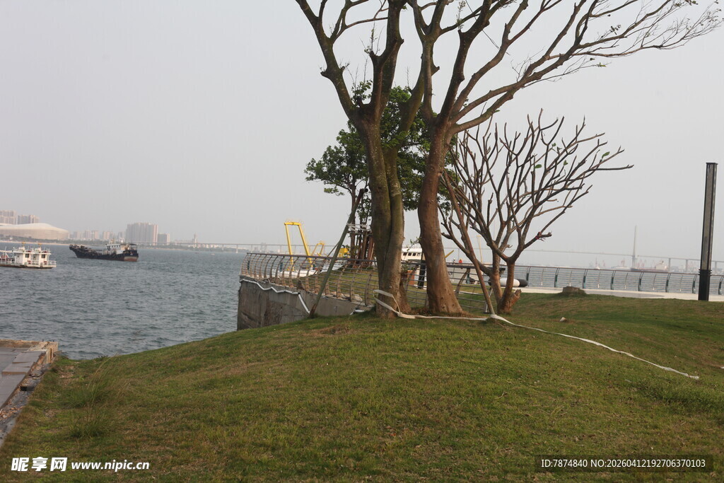 湛江江边草地旁的光秃树木