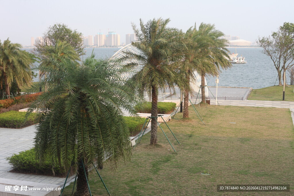 湛江海滨公园的葱郁棕榈树