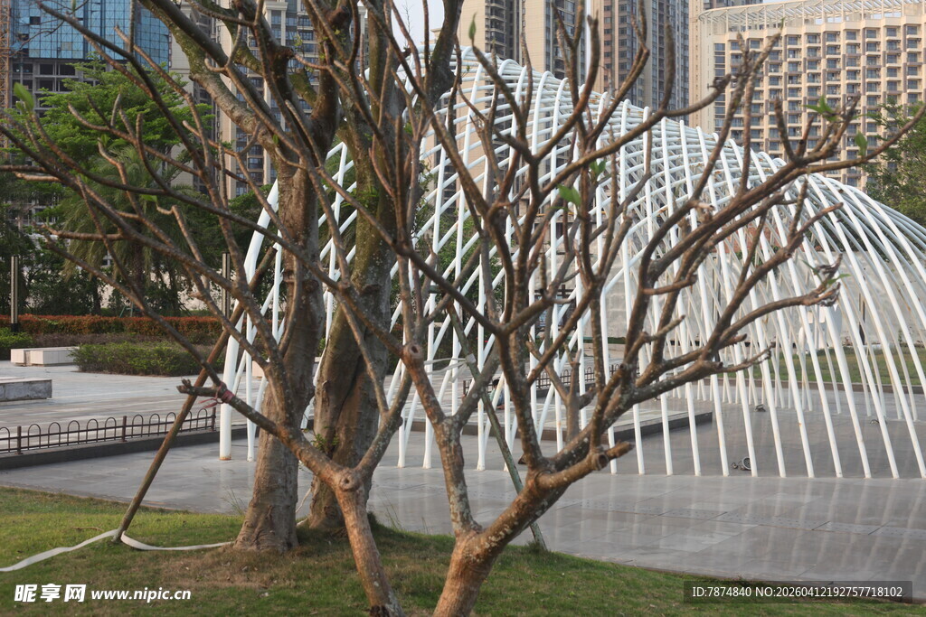 湛江城市中光秃树木与现代建筑
