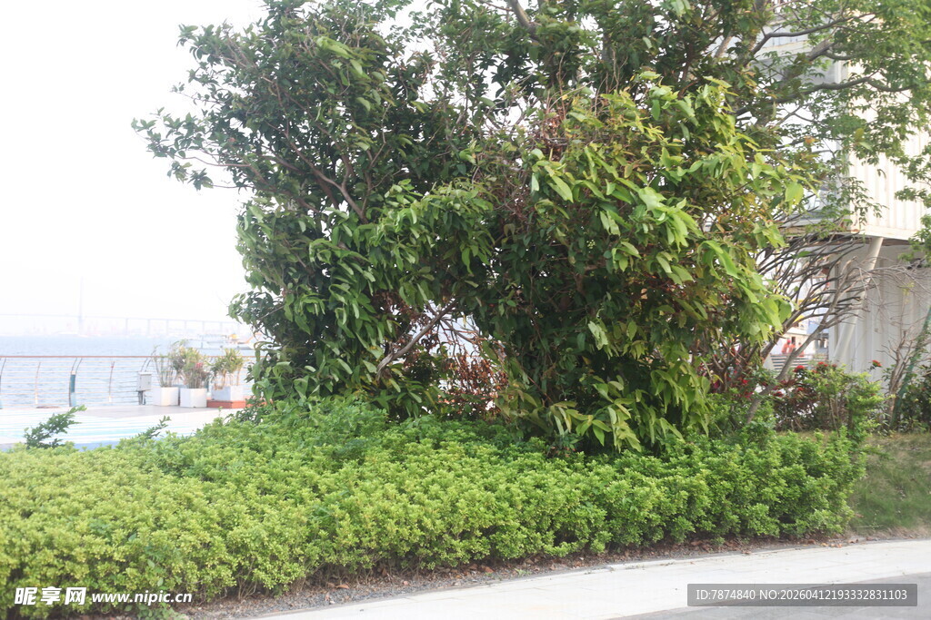 湛江路边绿植景观