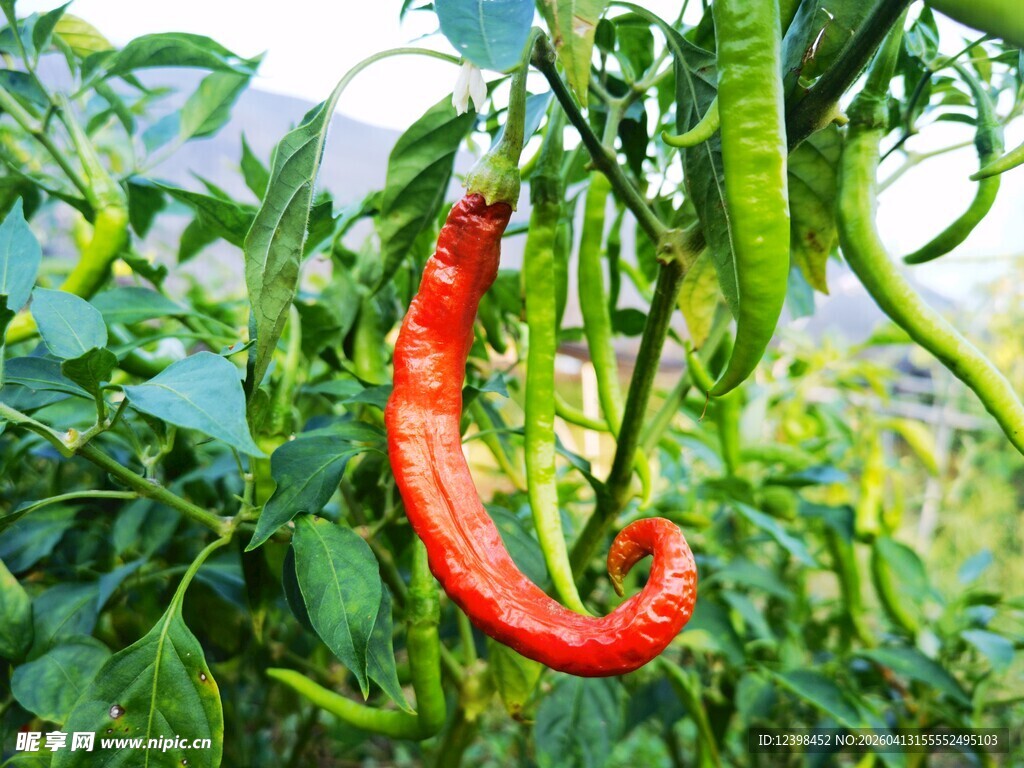 红辣椒