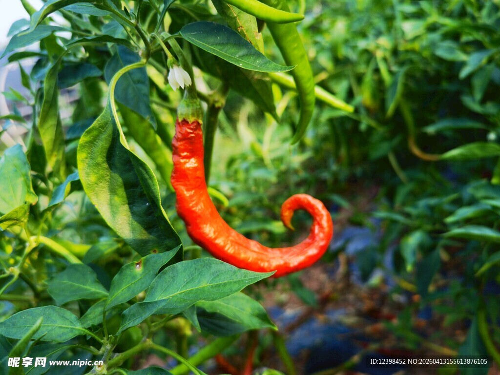 弯曲红辣椒