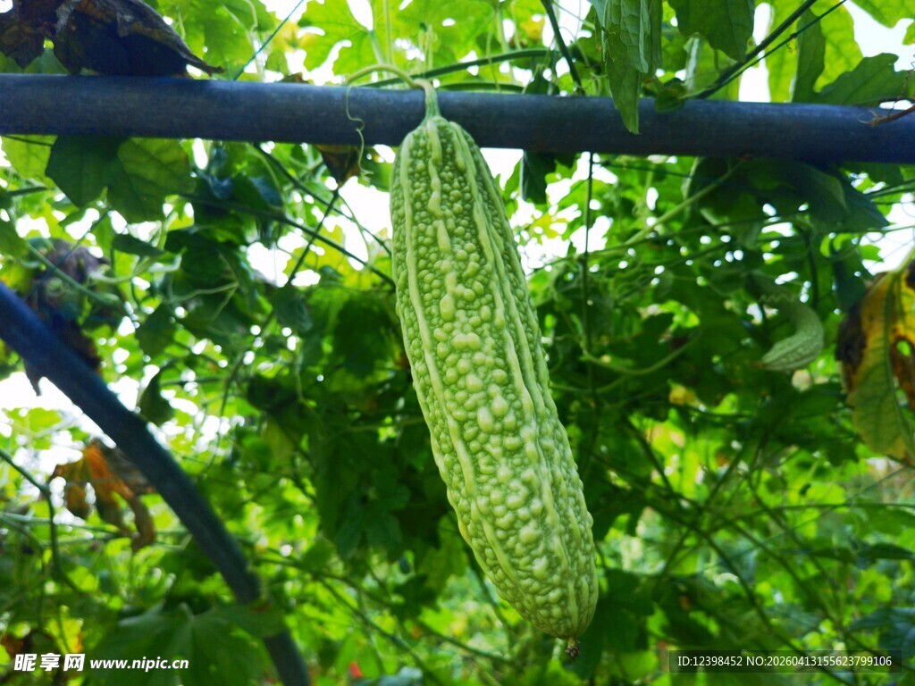 翠绿苦瓜