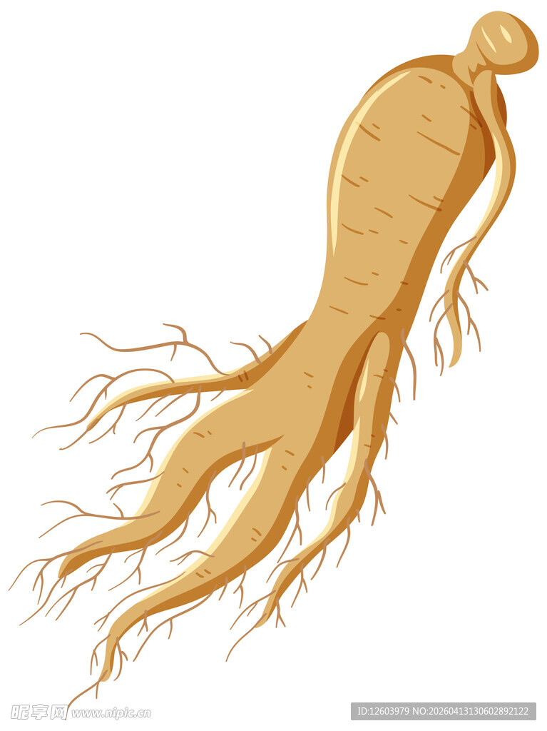 人参植物插画