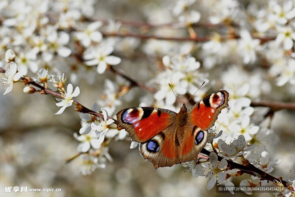 蝴蝶停驻繁花枝头