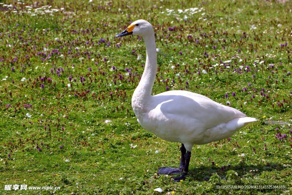 草地上的优雅白天鹅