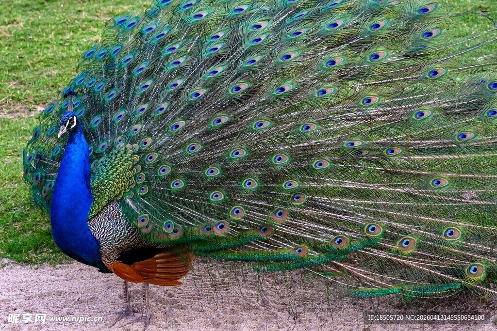 开屏的美丽孔雀