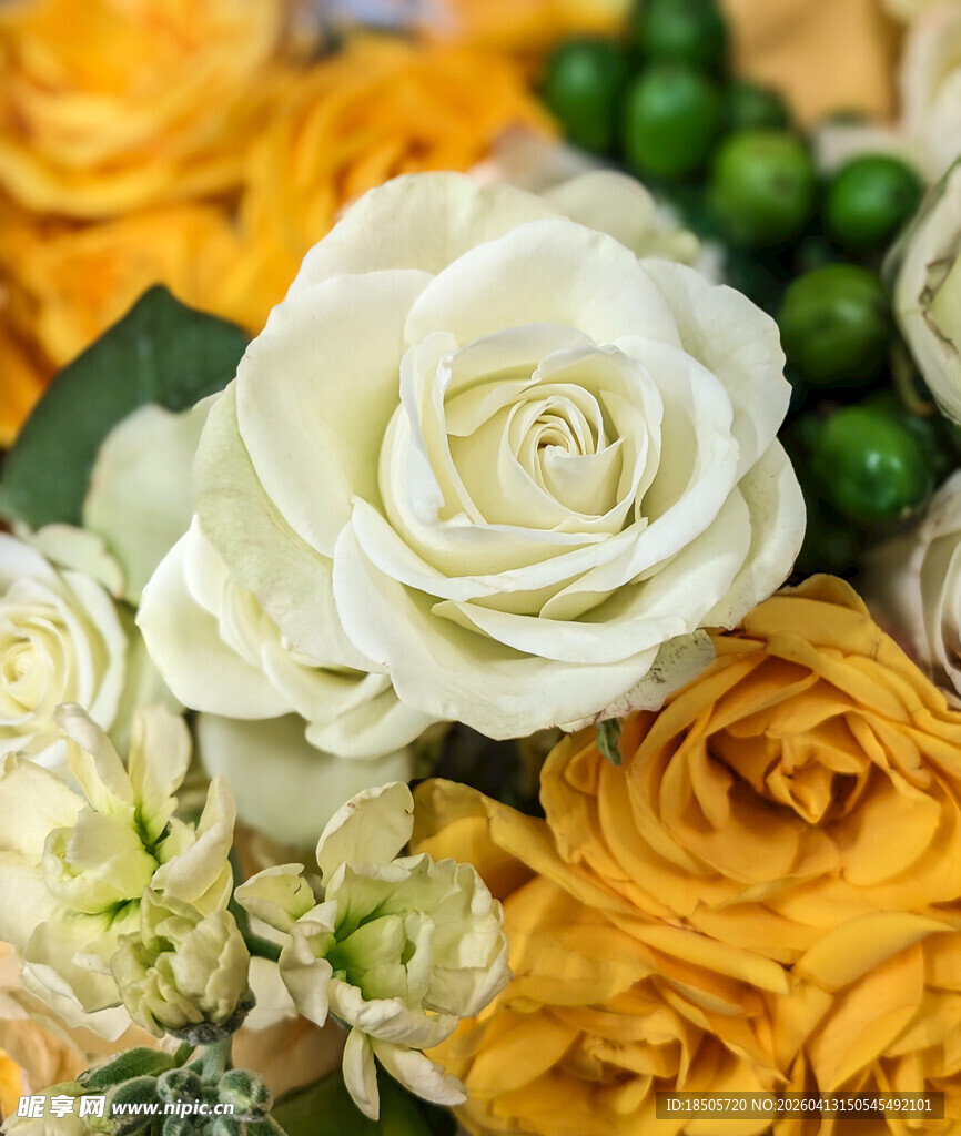 多彩玫瑰花卉精美组合