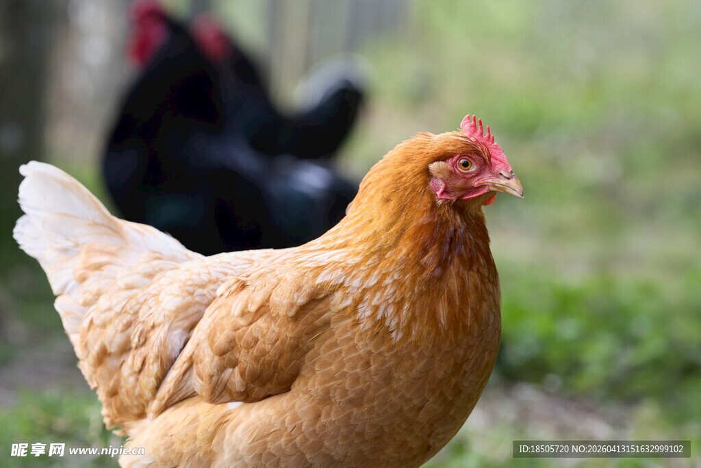 田园中毛色鲜亮的母鸡