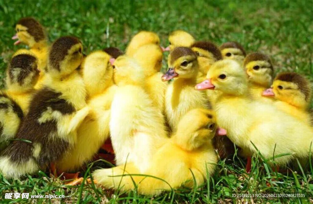 草地上的一群可爱小鸭子