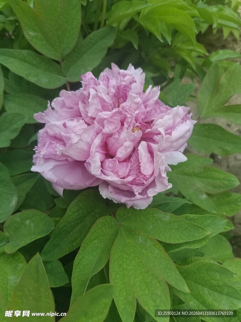 娇艳盛开的粉色牡丹花