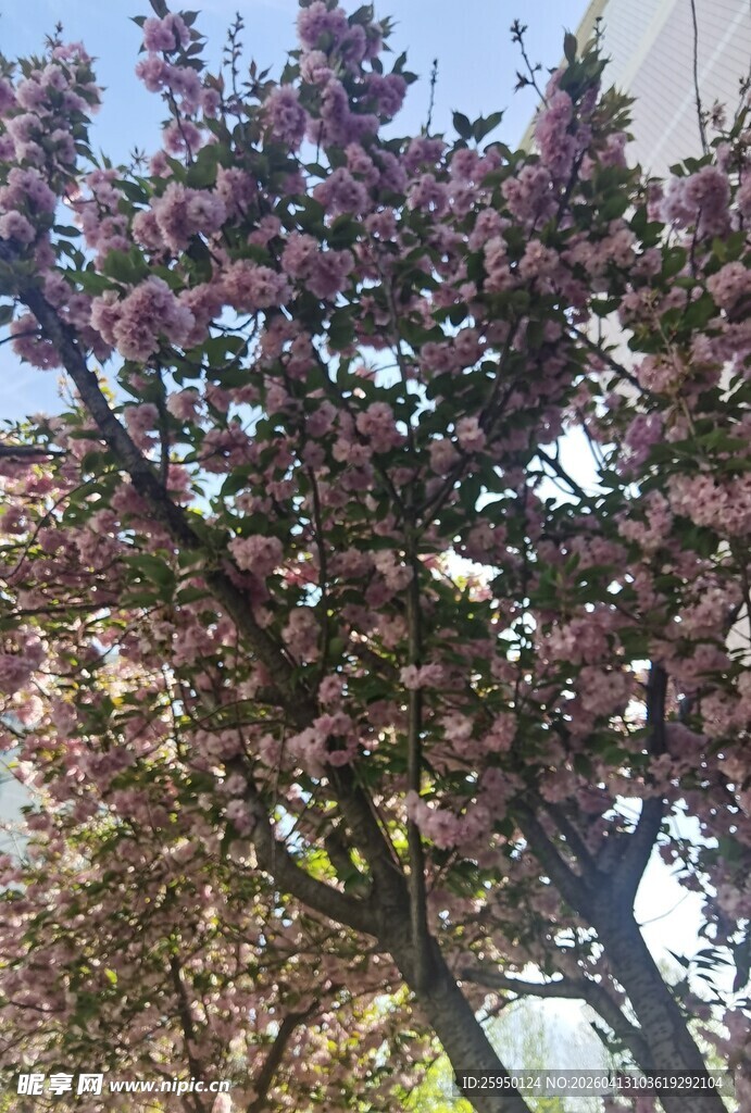 盛开的繁花树