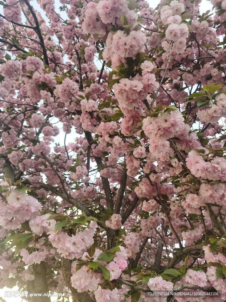 盛开的烂漫粉色樱花树