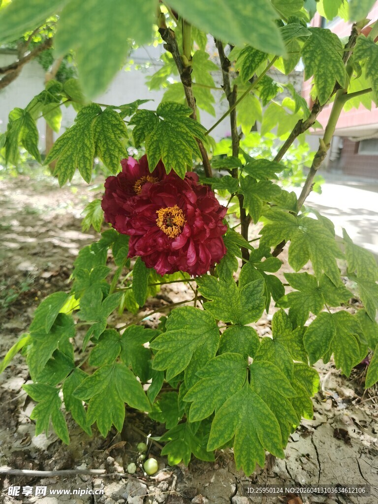 绿叶间的艳丽红花朵