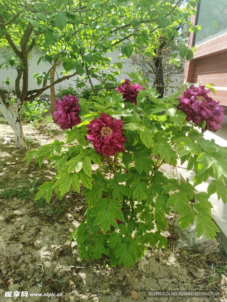 庭院中绽放的艳丽牡丹花