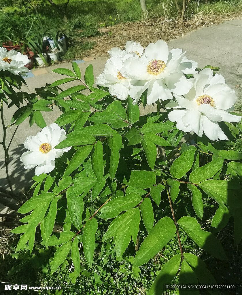 绽放的白色花朵与绿叶