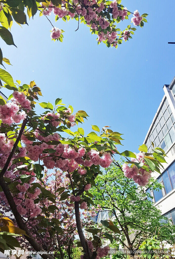 春日繁花盛开的美好景象