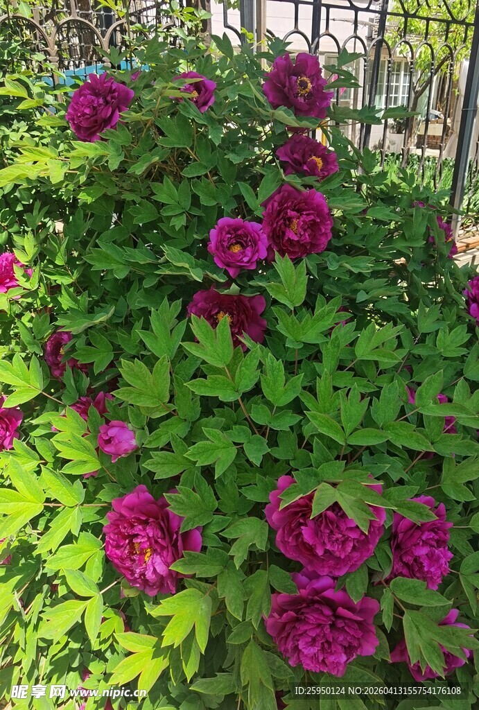 盛开的紫红色牡丹花