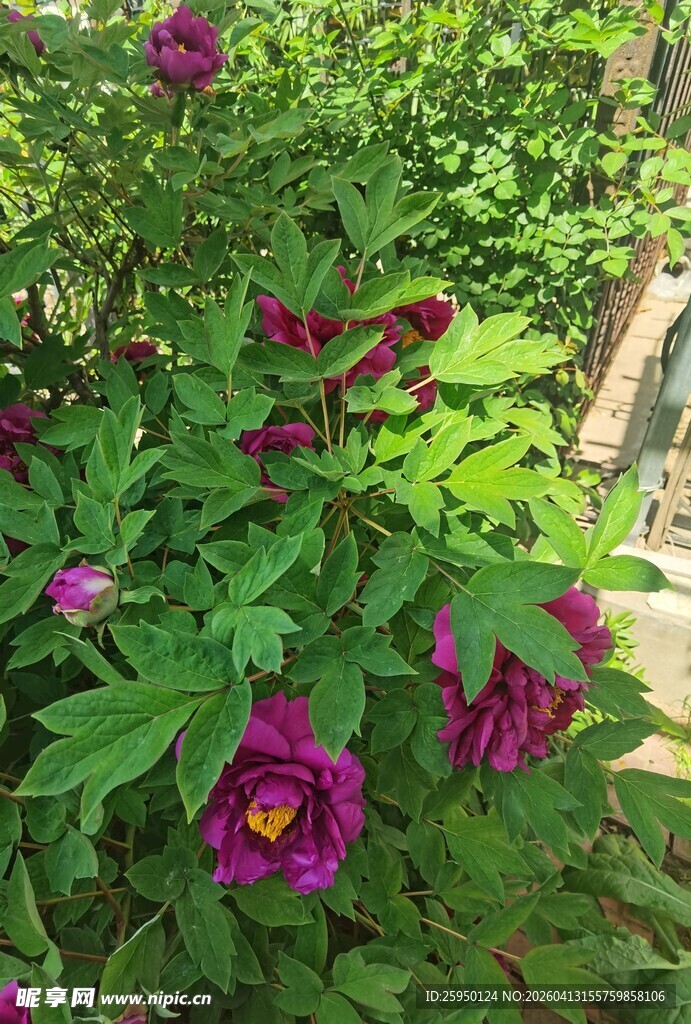 娇艳绽放的紫色花卉