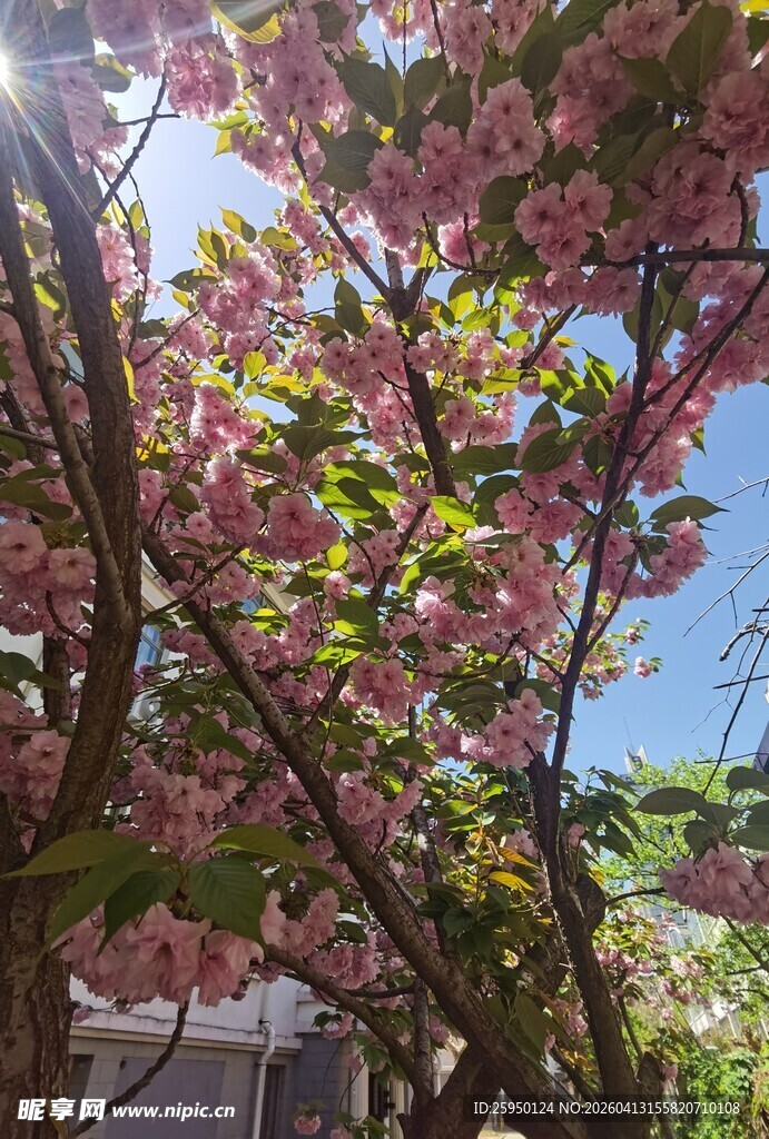 烂漫樱花树
