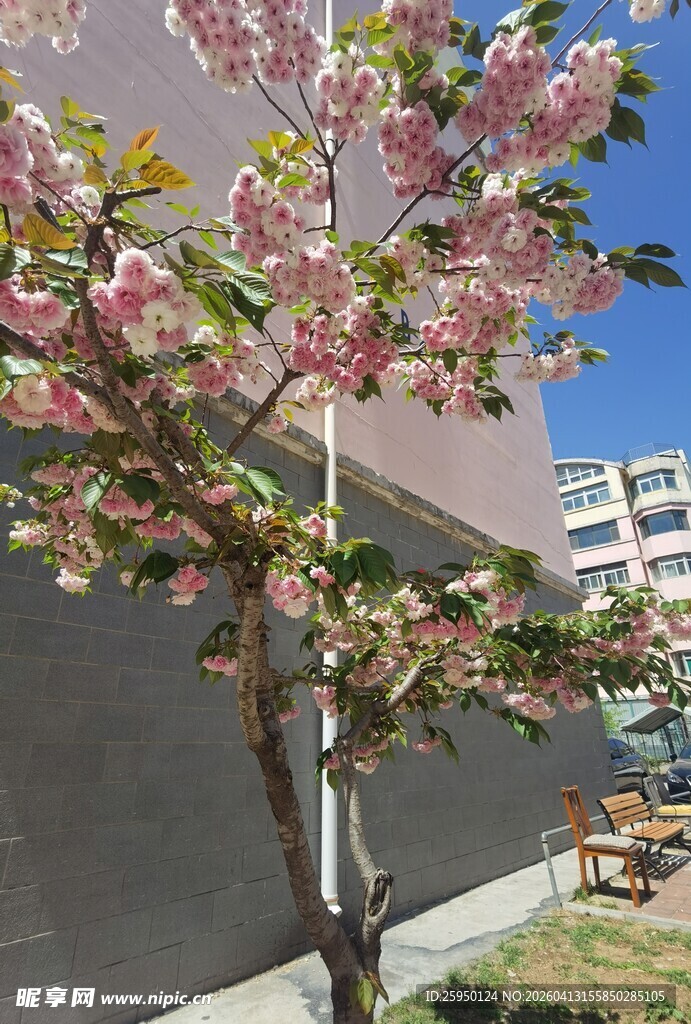 春日繁花树