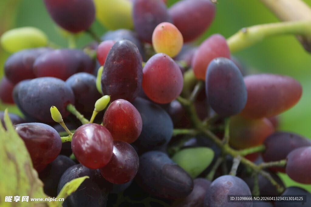 饱满多汁的新鲜葡萄
